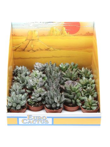 ADROMISCHUS MIX DOBOZOS