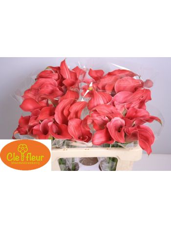 ZANT CLAUDIA 60CM