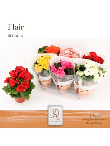 ZZ BEG DU GEM DOLC AMORE