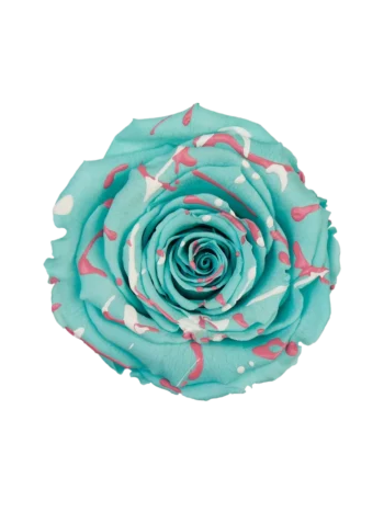 ZZ A. PERSISTENT ROSE LL BLUE FESTIVAL