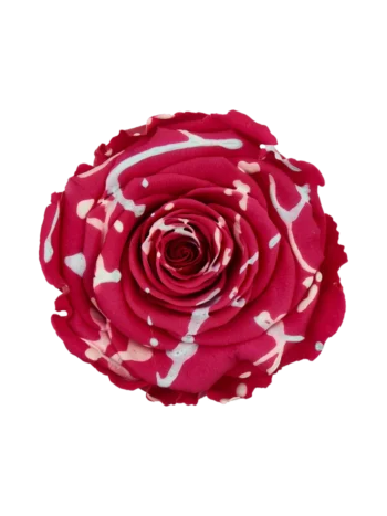 ZZ A. PERSISTENT ROSE LL CHERRY FESTIVAL