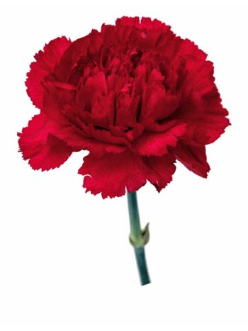 DI ST SELECT RED - LUI