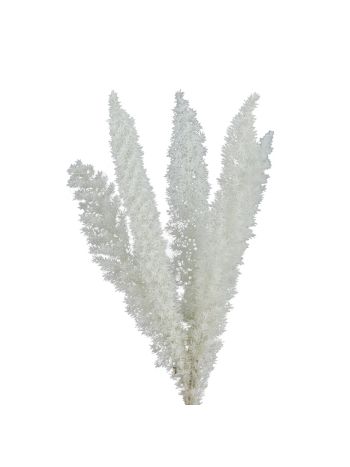 ZVB FOXTAIL FERN WHITE 30/40 8435056104600