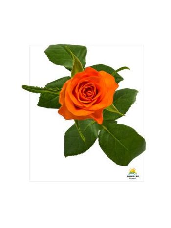 R GR  A6 - ORANGE WACE