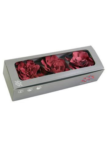 ZVB GARDENIA CRANBERRY 8435056094901