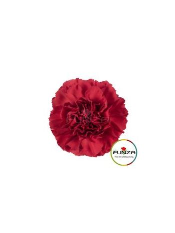 DI ST RED GRANSOLE - FUNZA