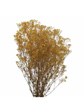 ZVB GYPS YELLOW 8435056100213