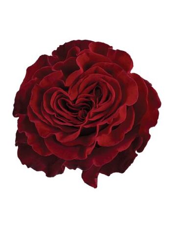 R EC7 HEARTS *25