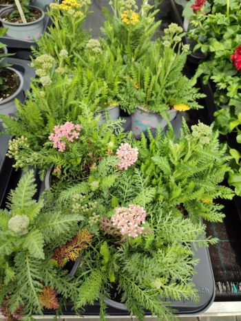 ACHILLEA 17 HU CSUTA