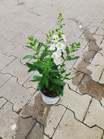 ANGELONIA HU CSUTA