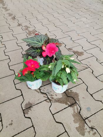 BEGONIA GUMOS HU CSUTA