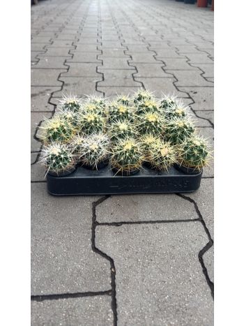 CACTUS GRUSONII HU RÁ