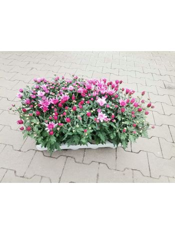 CHRYSANTHEMUM HU SZENZI