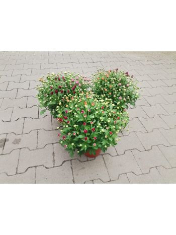 CHRYSANTHEMUM 17 HU SZENZI