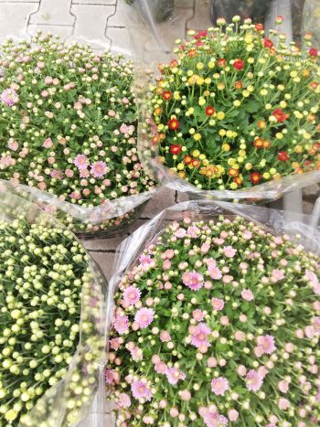 CHRYSANTHEMUM GOMB 24 HU VARGA