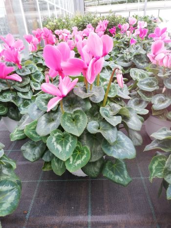 CYCLAMEN HU NOSKE MAMMUTH