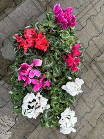 CYCLAMEN HU NOSKE MAXI 14
