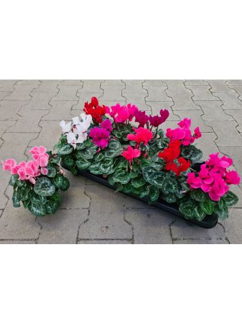 CYCLAMEN HU NOSKE MIDI 12