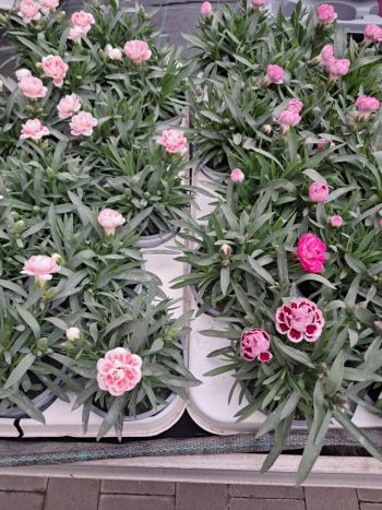 ZZ DIANTHUS SZEGFŰ CSUTA 10-5