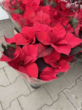 EUPHORBIA PULCHERRIMA POINSETTIA HU SENZI
