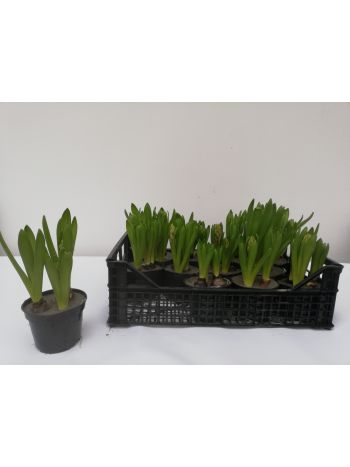 ZZ HYACINTHUS JÁCINT 3PP HAJTATOTT