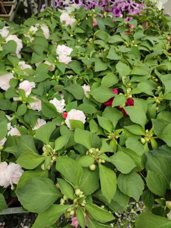 IMPATIENS DUPLA 12 HU VARGA