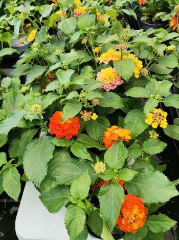 LANTANA HU CSUTA