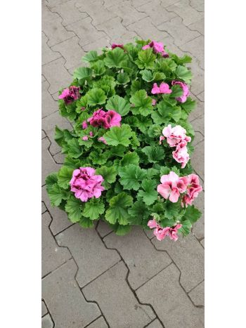 PELARGONIUM ANGOL HU NOSKE