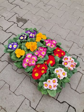 ZZ PRIMULA HU SZENZI