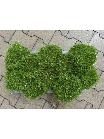 SAGINA GREEN STRING HU CHUTA