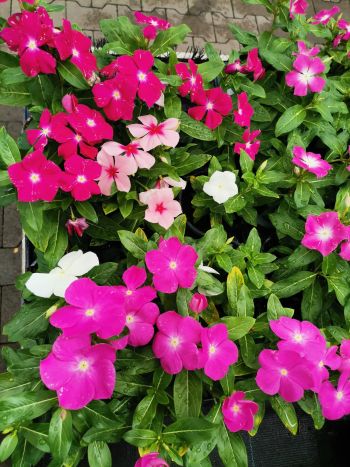 VINCA CATH HU CSUTA