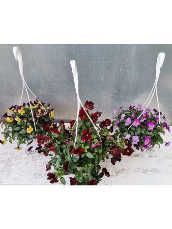 ZZ VIOLA CORNUTA AMPOLNÁS HU CSUTA