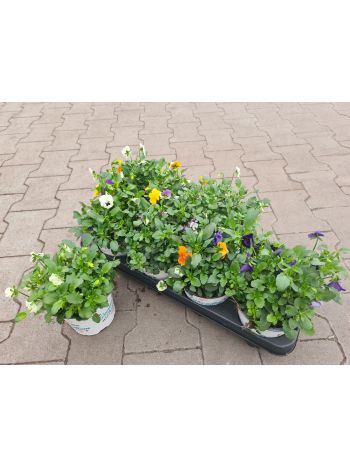 ZZ VIOLA ÁRVÁCSKA TRICOLOR CSUTA