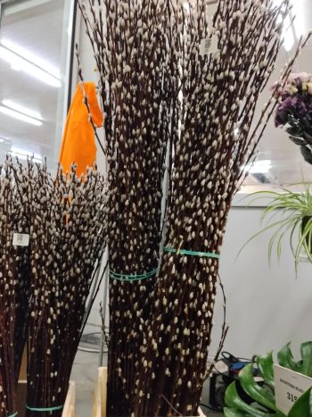 ZZ HU BARKA 140CM (H)