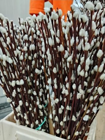 ZZ HU BARKA 60CM (H)