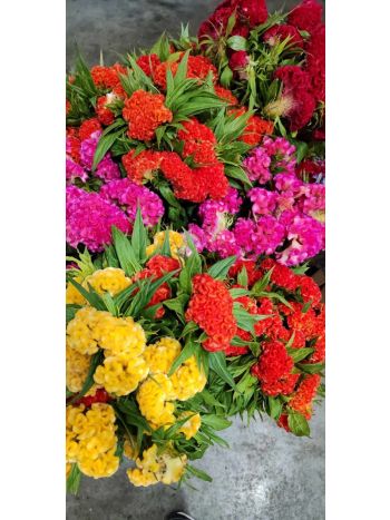 ZZ HU CELOSIA