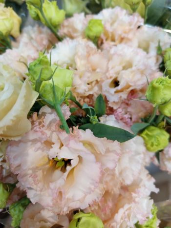ZZ HU EUSTOMA BARACK