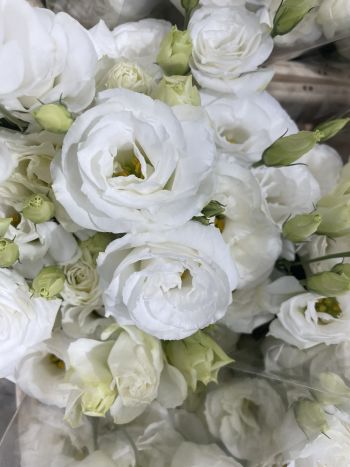 ZZ HU EUSTOMA FEHÉR