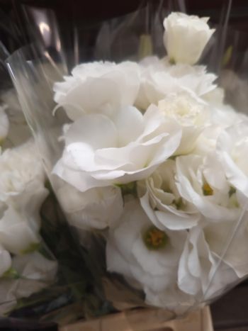 ZZ HU EUSTOMA FEHÉR PO