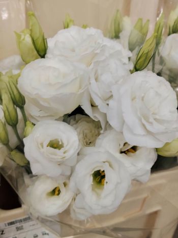 ZZ HU EUSTOMA FEHÉR KICSI