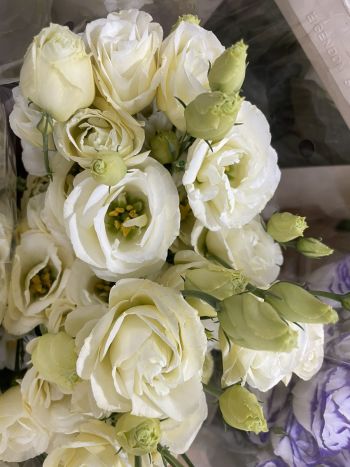 ZZ HU EUSTOMA KRÉM