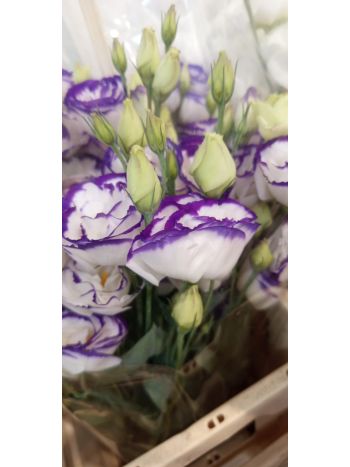 ZZ HU EUSTOMA LILA-CIRMOS PO