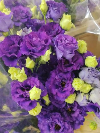 ZZ HU EUSTOMA LILA PO