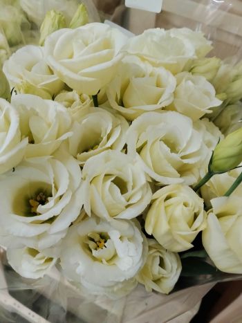 ZZ HU EUSTOMA KRÉM KICSI