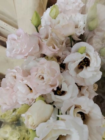 ZZ HU EUSTOMA PASZTEL RSZÍN KICSI