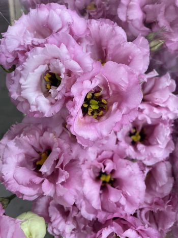ZZ HU EUSTOMA RSZÍN