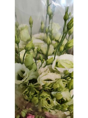 ZZ HU EUSTOMA ZÖLD