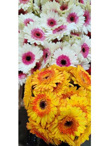 ZZ HU GE MI CIRMOS PINTER