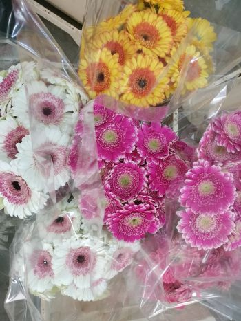 ZZ HU GE MI CIRMOS MIRO