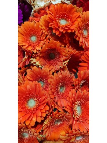 ZZ HU GE MI NARANCS PINTER